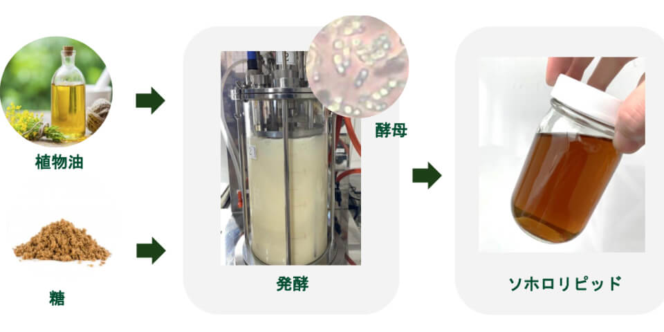 什么是槐糖脂?